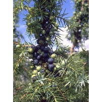 TSA JUNIPERUS COMMUNIS 50ML-1