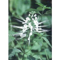 TSA ORTHOSIPHON STAMINEUS 50ML-1