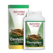 CORDYCEPS 100CPS BLUMEN VON LI-2