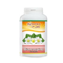 WEISSDORN 100CPS BLUMEN VON-2