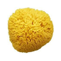 Amidosan Meeresschwamm 13-1